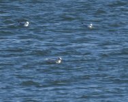 Iceland Gull_Girdle Ness_090421a.jpg