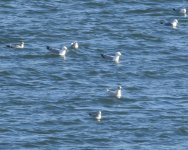 Iceland Gull_Girdle Ness_090421b.jpg