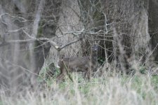 Roe Deer.JPG