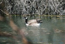 RX10_Canada_geese_swimming.jpg