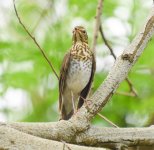 ?-Thrush-5310.jpg