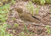 ?-Thrush-5319.jpg