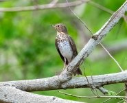 ?-Thrush-7233.jpg