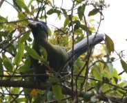 Rwenzori Turaco.jpg