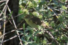 Willow warbler.jpg