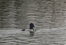 20210418-glasgow-binghams-pond-ring-necked-duck.jpg