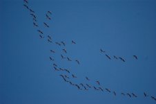 20210410-langlands-moss-geese.jpg