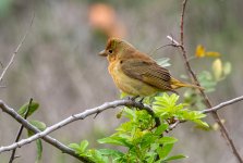 Summer_Tanager-fem-8269.jpg