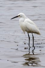 little egret.jpg