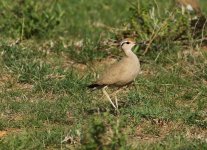 somali courser2.JPG