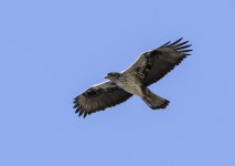 Bonelli's Eagle in flight Apr 18_28.jpg