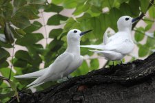 WhiteTerns.JPG