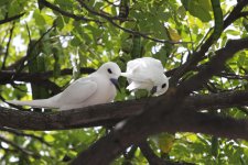 WhiteTerns2.JPG