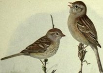 Field sparrow.jpg