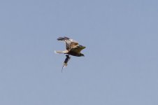 0720 Marsh Harrier BF.jpg