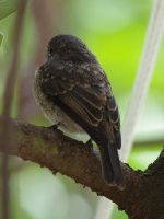 IMGP9716 Immature African Dusky Flycatcher - Copie.JPG