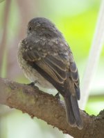 Flycatcher Africa BF.jpg