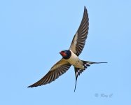 swallow in flight edit3.jpg