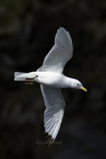 Kittiwake-(11)-fbook.jpg