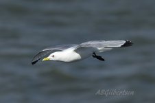 Kittiwake-(45)-fbook.jpg