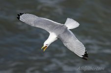 Kittiwake-(75)-fbook.jpg