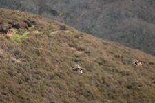 Red-Grouse-(12)-2048px.jpg