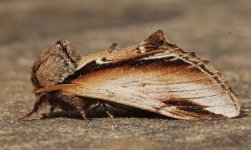 Lesser Swallow Prominent 001.jpg