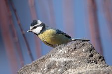 African-Blue-Tit-(98)-fbook.jpg