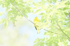 Yellow Warbler 2.jpg