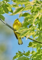 Yellow Warbler 4.jpg