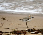 DSC00325 Greater Sandplover @ S Lamma.jpg