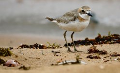 DSC00380 Greater Sandplover @ S Lamma.jpg