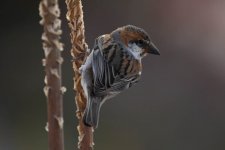 Cape Verde Sparrow (1).jpg