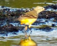 wagtail yellow flava.jpg