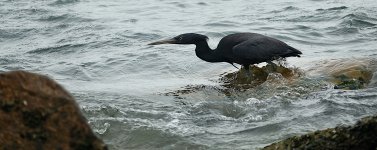 DSC00596 Pacific Reef Egret @ Lamma.jpg