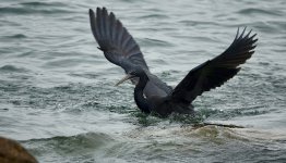 DSC00560 Pacific Reef Egret @ Lamma.jpg