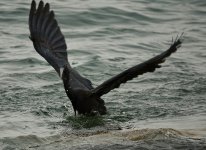 DSC00561. Pacific Reef Egret @ Lamma.jpg