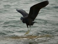 DSC00577 Pacific Reef Egret  @ Lamma.jpg