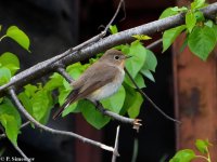 Taiga_Flycatcher.jpg