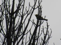 Prairie Warbler (Ellice Swamp) (1).JPG