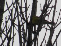 Prairie Warbler (Ellice Swamp) (2).JPG