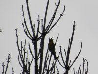 Prairie Warbler (Ellice Swamp) (4).JPG