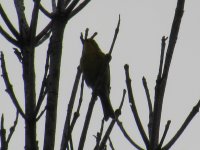 Prairie Warbler (Ellice Swamp) (5).JPG
