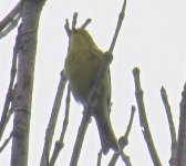 Prairie Warbler (Ellice Swamp) (5).JPG