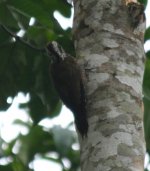 Yellow-crested Woodpecker.jpg