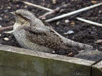 Wryneck_a.jpg