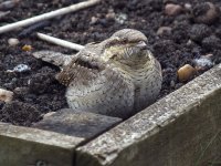 Wryneck_d.jpg