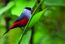 zwartkapastrilde Black-headed Waxbillcopyrights  dubi shapiro.jpg