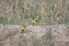 yellow-br lovebird.jpg