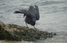 DSC00549 Eastern Reef Egret @ Lamma.jpg